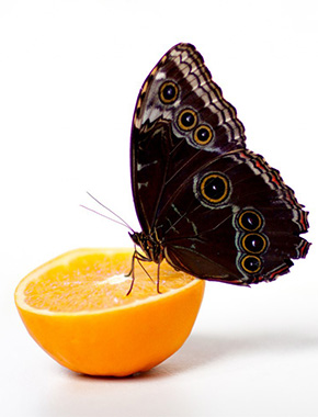 Корм для насекомых.